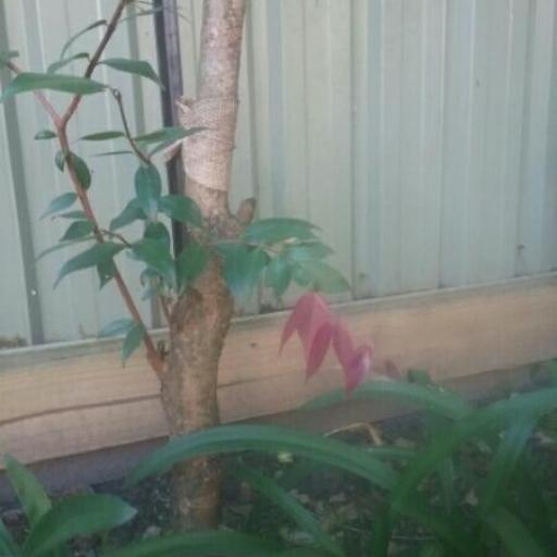 Syzygium luehmannii — houseplant care guide