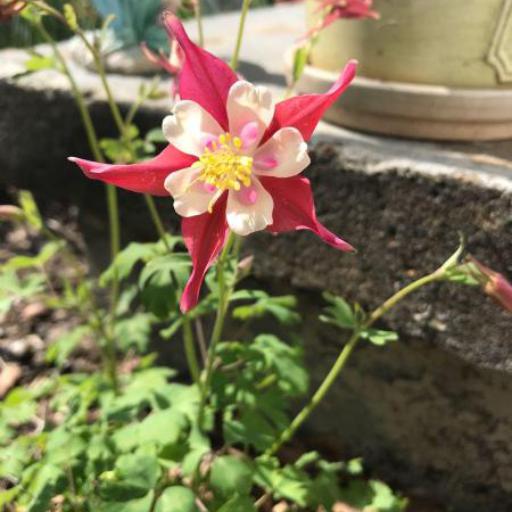 Aquilegia viridiflora other