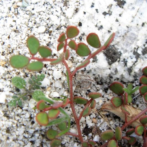 Acmispon maritimus — search result for 'Acmispon'