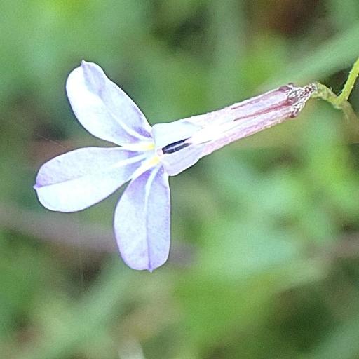 Lobelia neglecta — houseplant care guide