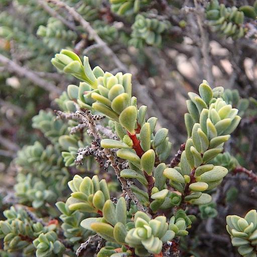 Pimelea serpyllifolia other