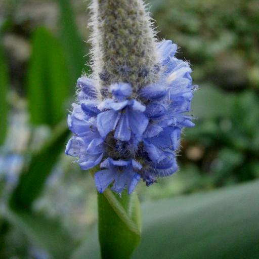 Pontederia sagittata other