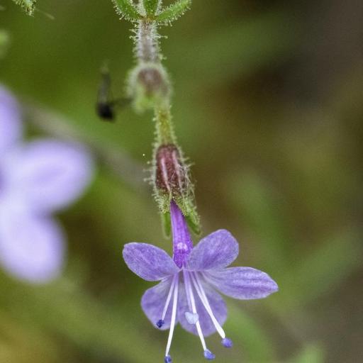 Allophyllum glutinosum other