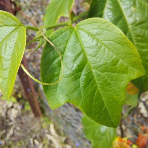 Passiflora herbertiana other
