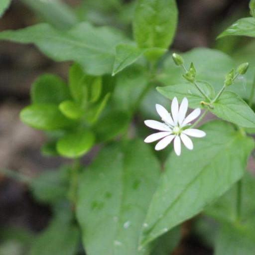 Stellaria bungeana other