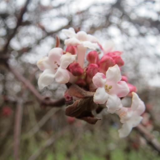 Viburnum × bodnantense other