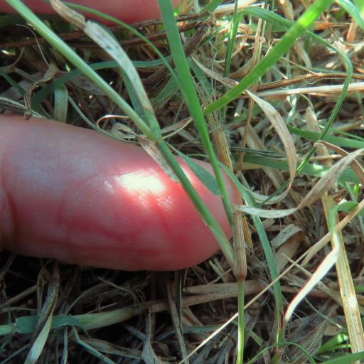 Bouteloua dactyloides other