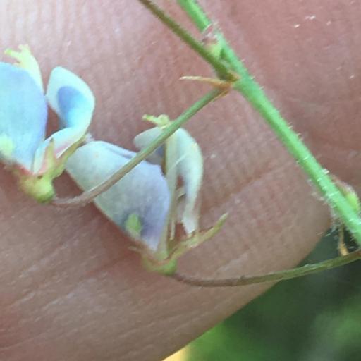 Desmodium viridiflorum — search result for 'Desmodium'