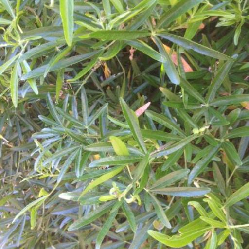 Choisya × dewitteana