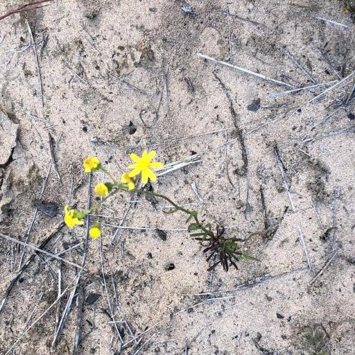 Senecio burchellii — houseplant care guide