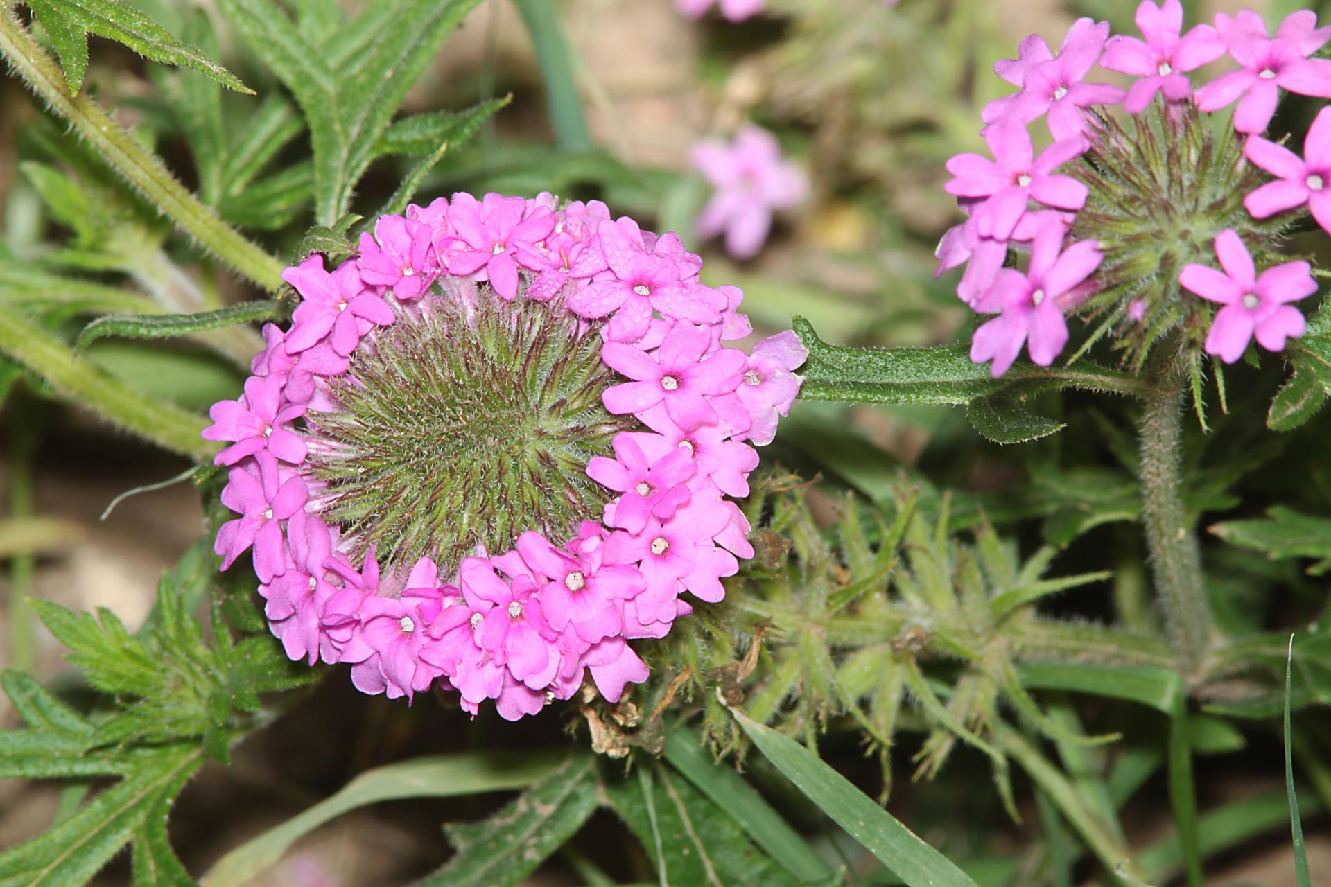 Verbena gooddingii other