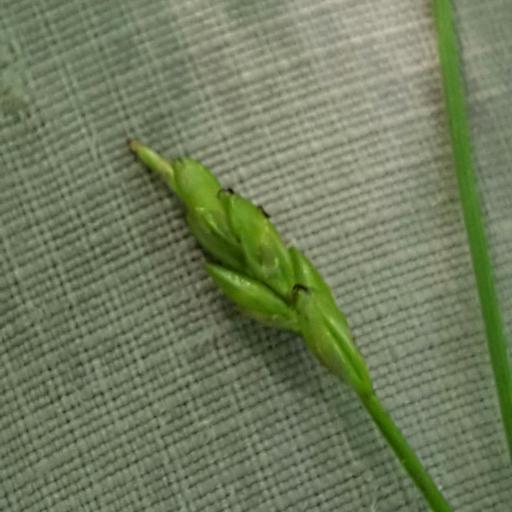 Carex leptalea other