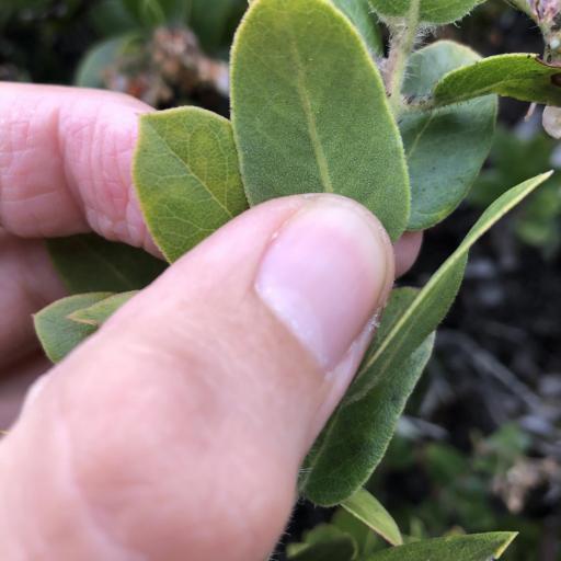 Arctostaphylos crustacea other