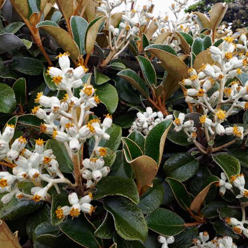 Brachyglottis elaeagnifolia other