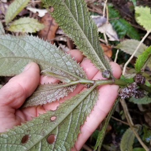 Elatostema rugosum other