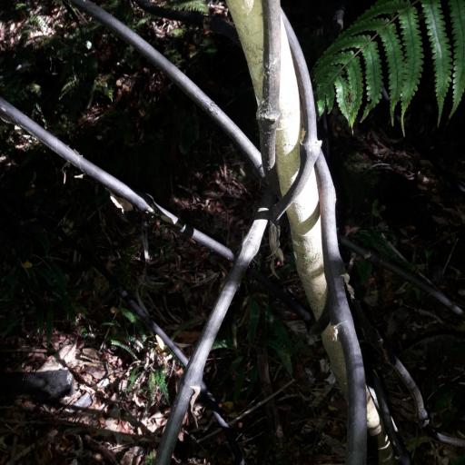 Ripogonum scandens other