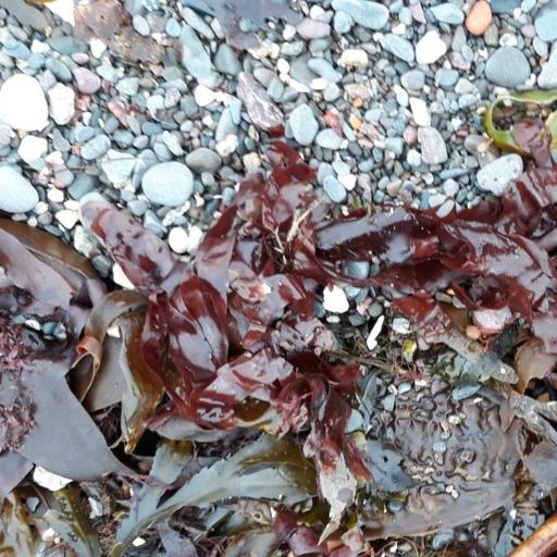 Palmaria palmata — search result for 'Iceland'