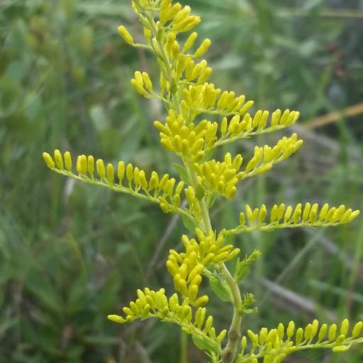 Solidago tortifolia other