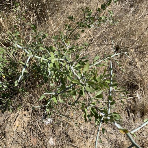 Sarcomphalus obtusifolius other