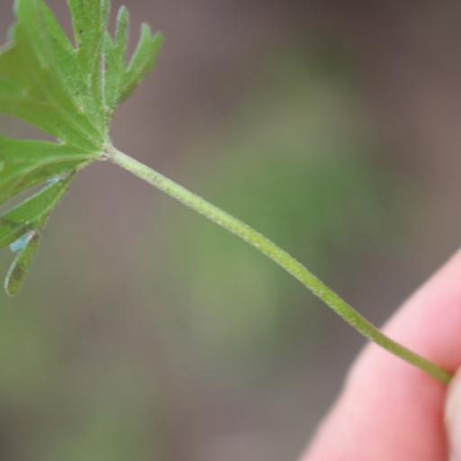 Geranium retrorsum — search result for 'Fuchsia'