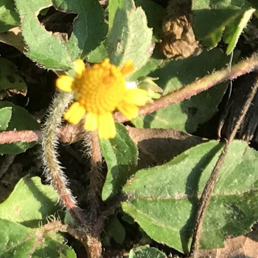 Acmella repens other