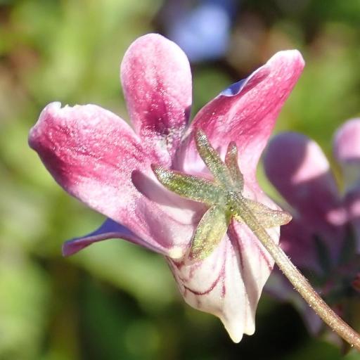 Nemesia affinis other