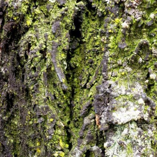 Eucalyptus tricarpa — houseplant care guide