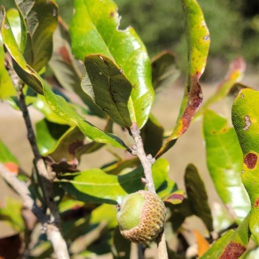 Quercus chapmanii other