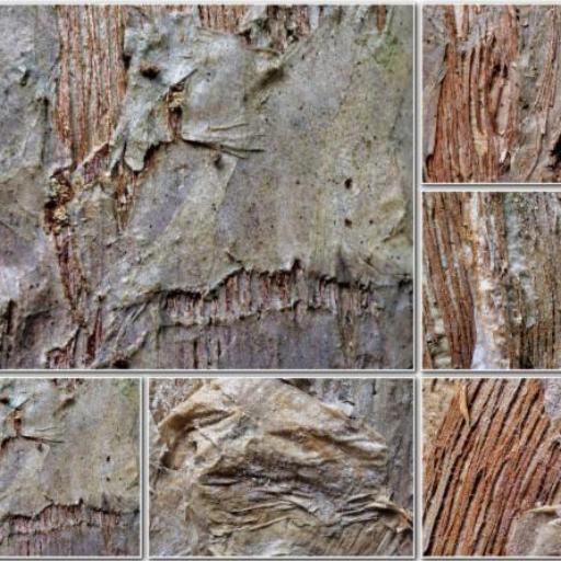 Melaleuca irbyana — houseplant care guide