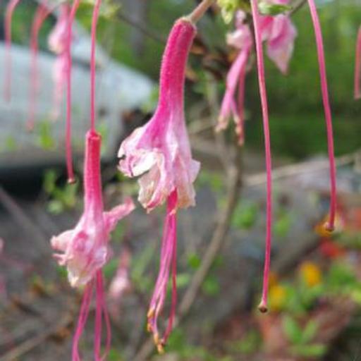 Rhododendron roseum other
