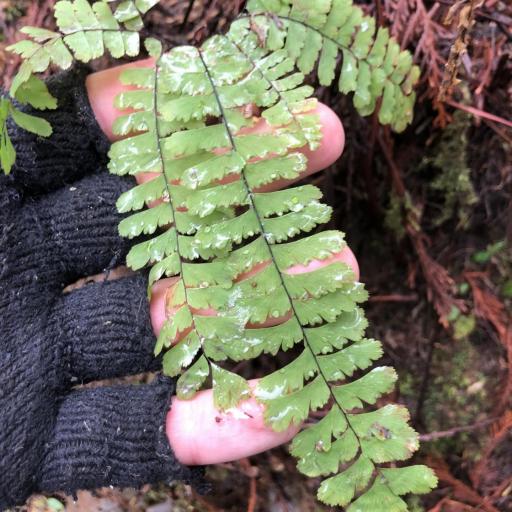 Adiantum aleuticum