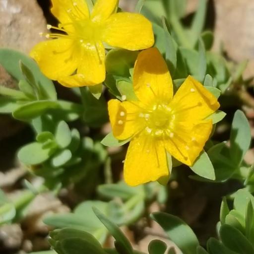 Hypericum anagalloides