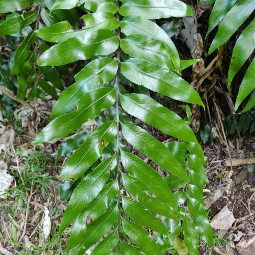 Asplenium oblongifolium other