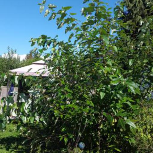 Populus tristis — search result for 'Populus'