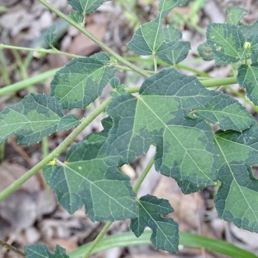 Urena procumbens other