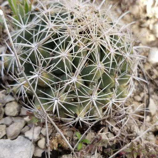 Coryphantha sulcata — search result for 'Coryphantha'