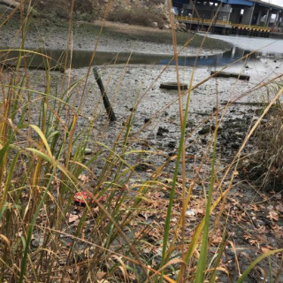 Sporobolus alterniflorus