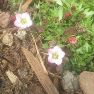 Saxifraga × arendsii