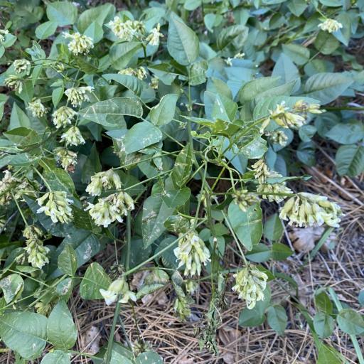 Rupertia physodes other