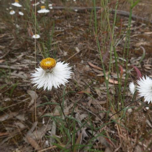 Helichrysum leucopsideum — houseplant care guide