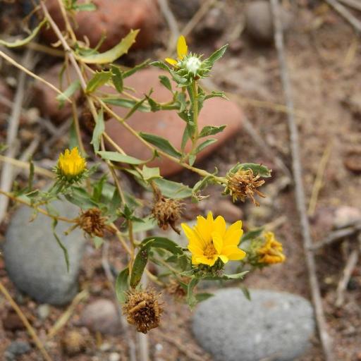 Grindelia pulchella other