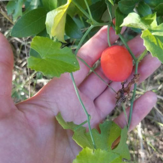 Ibervillea lindheimeri