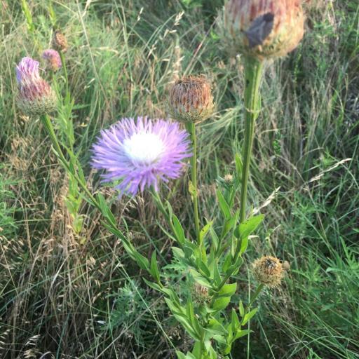 Plectocephalus americanus — houseplant care guide