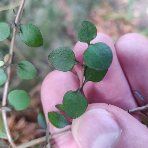 Coprosma Rhamnoides — related species from the same genus