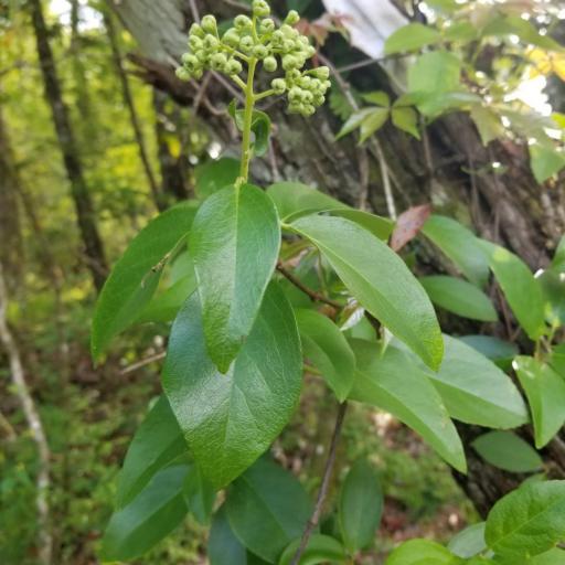 Hydrangea barbara other