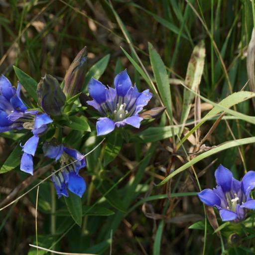 Gentiana puberulenta — houseplant care guide