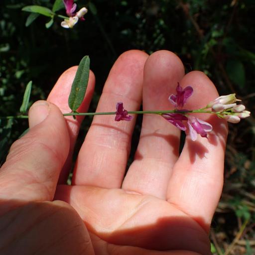 Rhinotropis cornuta — search result for 'Polygala'
