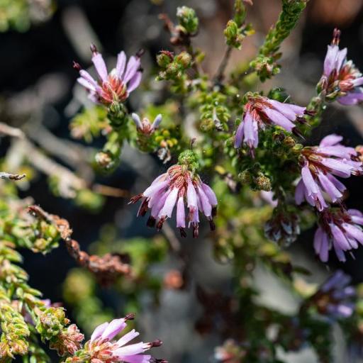 Erica labialis other