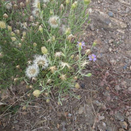 Vittadinia gracilis other