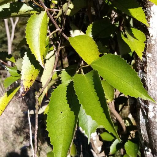 Hoheria populnea other